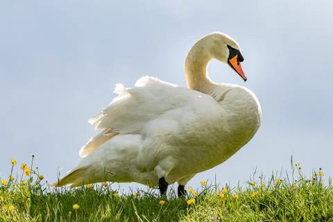 A Swan Stock Photos