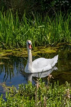 A Swan Stock Photos
