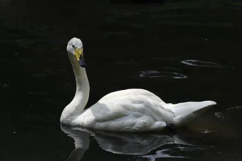 Swan Stock Photos