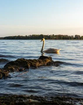 Swan Stock Photos