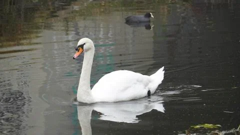Swan Stock Photos