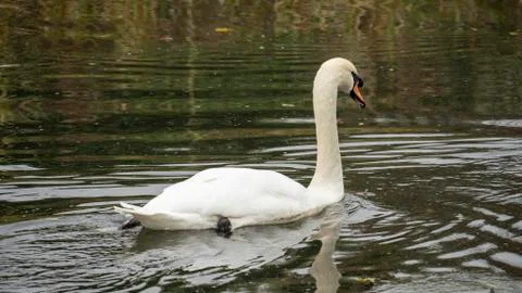 Swan Stock Photos