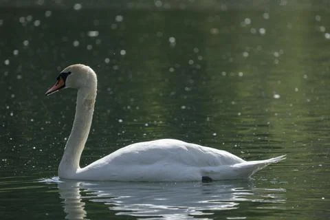 Swan Stock Photos