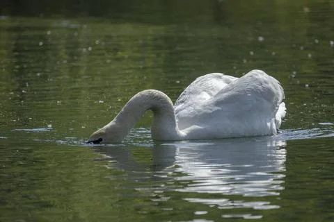 Swan Stock Photos