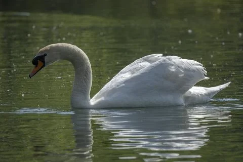 Swan Stock Photos
