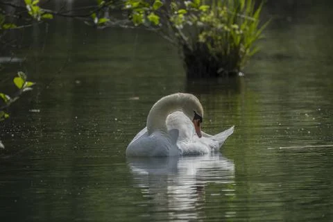 Swan Stock Photos