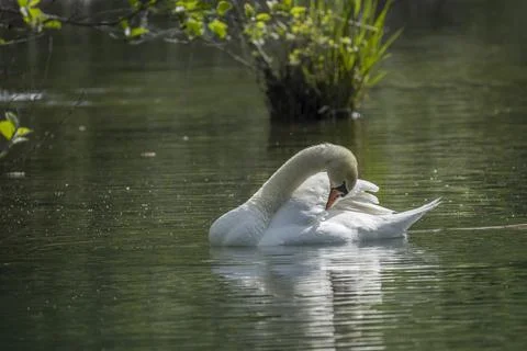 Swan Stock Photos