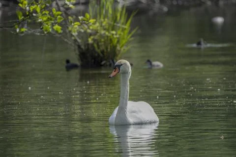 Swan Stock Photos