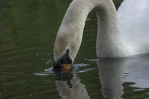 Swan Foto stock