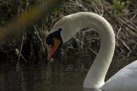 Swan Stock Photos