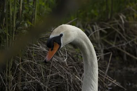 Swan Stock Photos