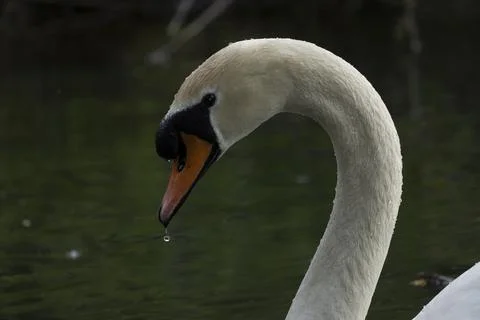 Swan Stock Photos