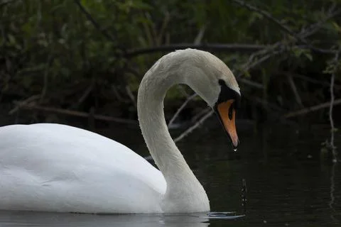 Swan Stock Photos