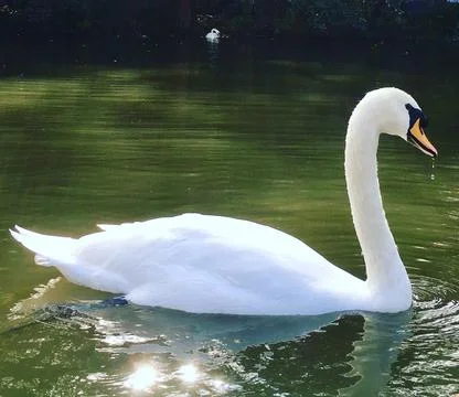 Swan Stock Photos