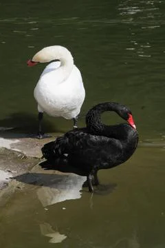 Swan Stock Photos