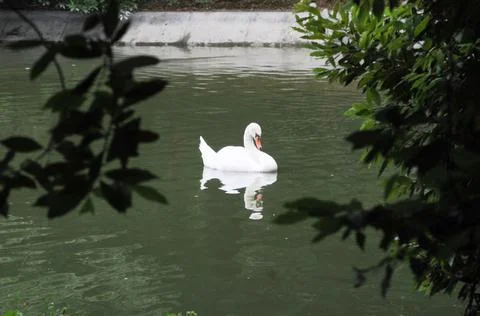Swan Foto stock