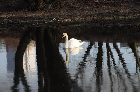 Swan Stock Photos