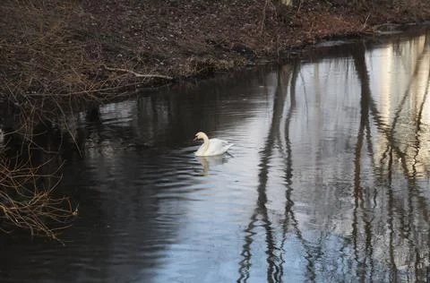 Swan Stock Photos