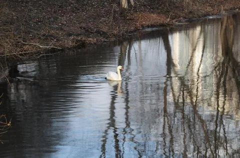 Swan Stock Photos