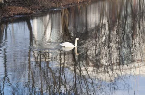 Swan Stock Photos
