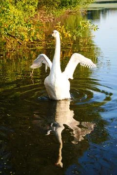 Swan Stock Photos