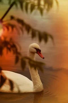 Swan Stock Photos