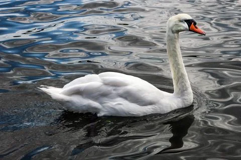 A Swan Stock Photos