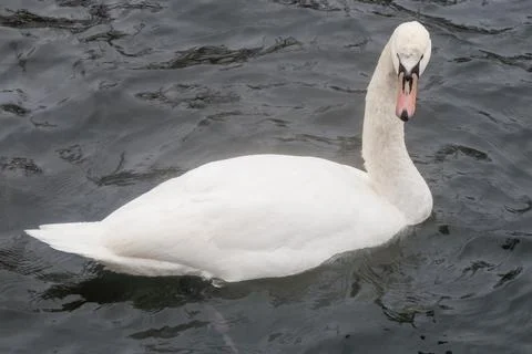 Swan Stock Photos