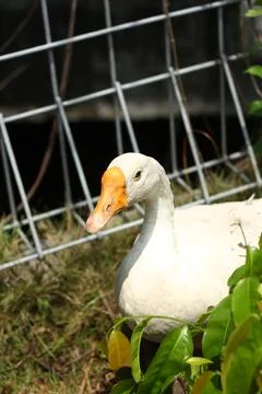 The swan Stock-Fotos