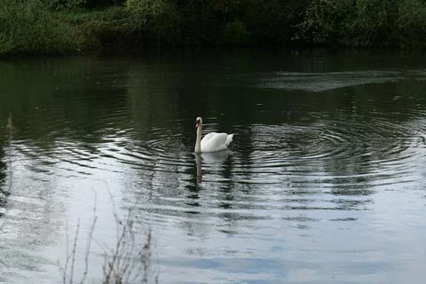 Swan Stock Photos