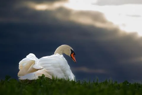 Swan Foto stock