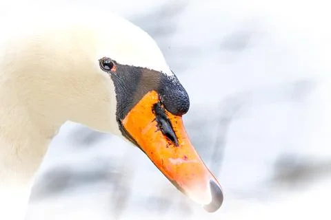 Swan Stock Photos