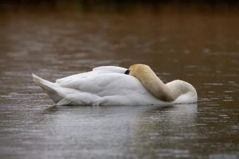 Swan Stock Photos