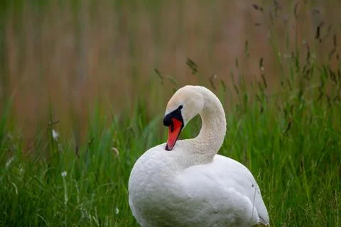 Swan Stock Photos