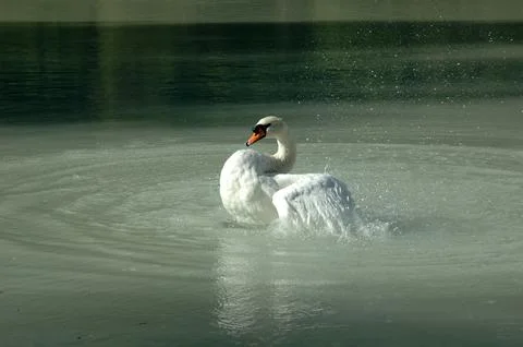 Swan Stock Photos
