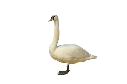 Swan Stock Photos