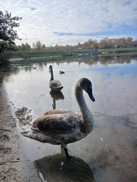 Swan Stock Photos