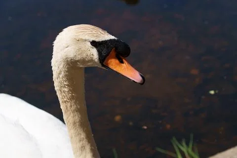 Swan Stock Photos