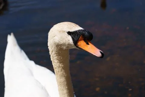 Swan Stock Photos