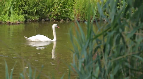 Swan in a pond (Animals) Stock Footage 34273225
