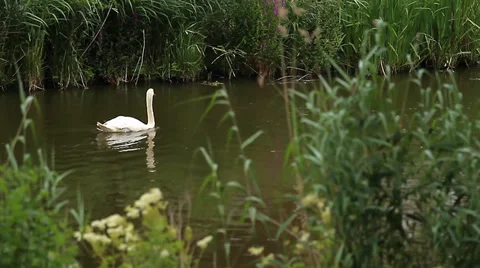 Swan in a pond (Animals) Stock Footage 34273421
