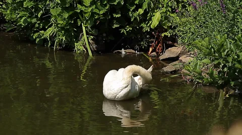 Swan in a pond (Animals) Stock Footage 34273475