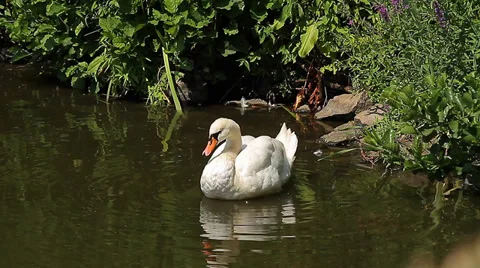 Swan in a pond, cleaning itself (Animals) Stock Footage 34273265