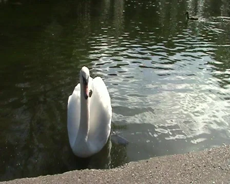 Swan On Pond Stock Footage 263081