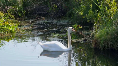 Swan on the pond Stock Footage 55218917