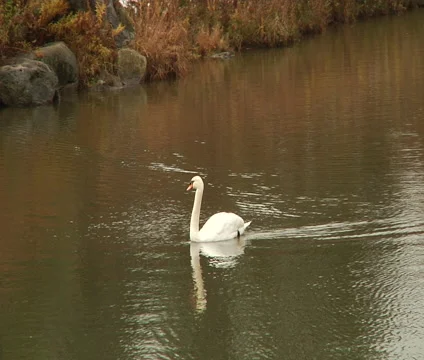 Swan in the pond. Stock Footage 55301557