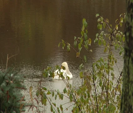 Swan in the Pond Vídeo Stock 55302355