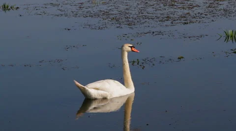 Swan on the pond 库存影片 57466049