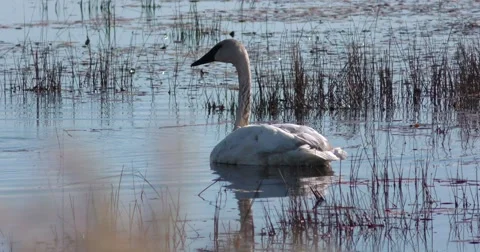 Swan on Pond Stock Footage 69039464