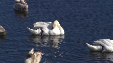 SWAN IN POND Stock Footage 79990269